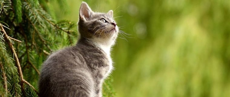 Chaton abandonné